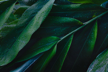 Dew and Green leaves background. Green leaves color dark tone after raining in the morning.Tropical...
