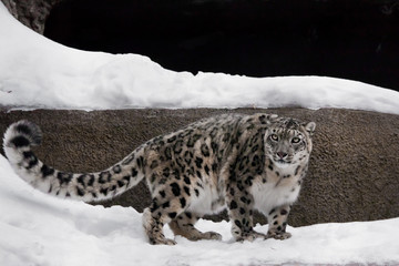 active Snow Leopard is a powerful and beautiful predator on a background of stones.