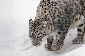 sneaks up on the hunt. snow leopard is beautiful predator in winter against the background of snow. Slender with beautiful eyes.