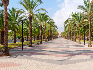 Beautiful alley of palms in Alicante, Costa Blanca.