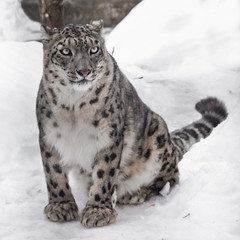 Obraz premium snow leopard is beautiful predator in winter against the background of snow. Slender with beautiful eyes.