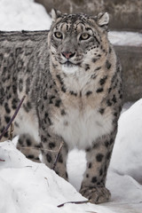 Fototapeta na wymiar snow leopard is beautiful predator in winter against the background of snow. Slender with beautiful eyes.