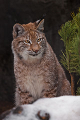  lynx looks out of the green Christmas tree, Christmas cat.