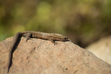Naklejka na ściany i meble Viviparous lizard or common lizard. Macro. Zootoca vivipara. Lizard on the stone. Reptiles