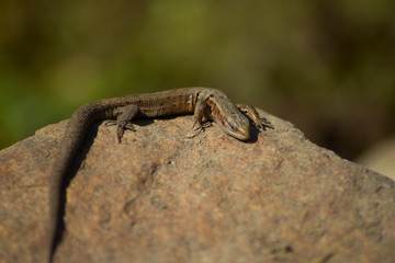 Viviparous lizard or common lizard. Macro. Zootoca vivipara. Lizard on the stone. Reptiles