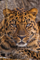 Muzzle calm and confident close-up. Far Eastern leopard close-up of a bright red  beast