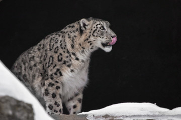 Snow leopard in a dark cave covered with snow, a wild beast eagerly and greedily licked