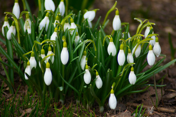 Fototapeta premium Nature photography white snowdrop flowers. Flowers with white buds on a landscape meadow