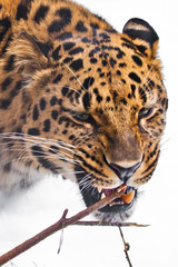 Nibbles a branch  Far Eastern leopard close-up of a bright red  beast