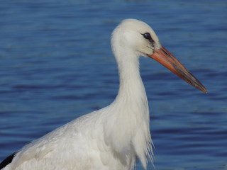 stork head on water background