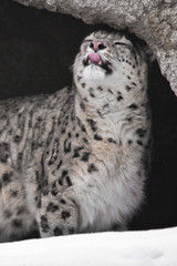 Fototapeta premium Snow leopard in a dark mountain cave covered with snow