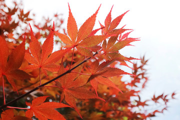 Red maple leaves in fall of Japan