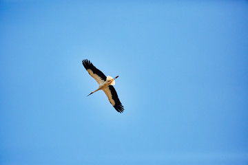 A flying stork in the blue sky