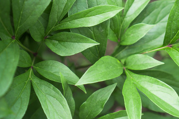 Young bright green foliage of peonies in the garden near the country house. Bright green leaves of peonies - background