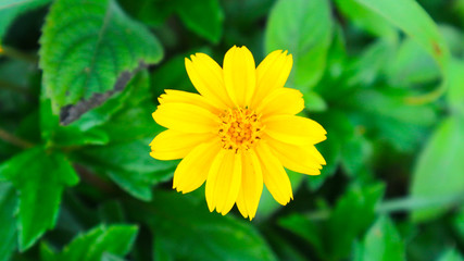 yellow cosmos or Cosmos sulphureus, sulfur cosmos  