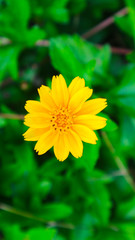 yellow cosmos or Cosmos sulphureus, sulfur cosmos  
