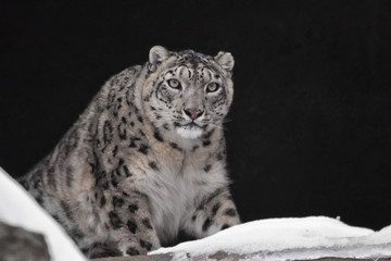 leopard in a dark mountain cave covered with snow, a wild beast is dangerous