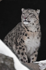 Fototapeta na wymiar Snow leopard in a dark mountain cave with snow, wild beast pride