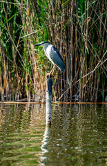 black-crowned night heron, nycticorax nycticorax, black-capped night heron