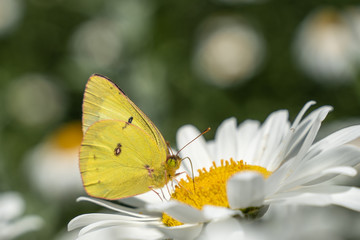 Yellow moth gathers pollen on daisy.