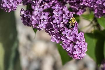 bee on Lilac flowers