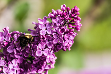 purple flowers of lilac and a bee