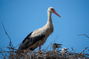 family of white storks in the nest