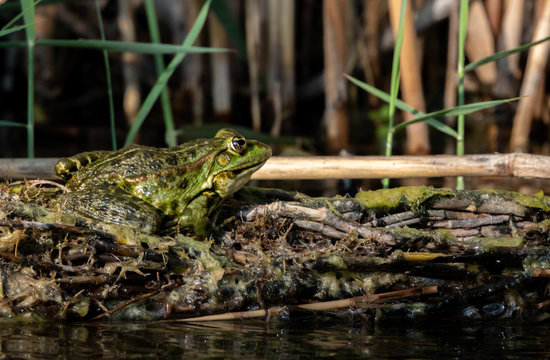 Green water frog, Rana esculenta sitting the Sun