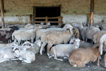 A herd of sheep resting in his paddock. Livestock farm, flock of sheep.