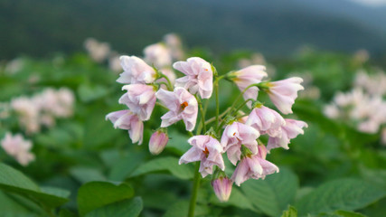 the potato flowers are white, blurred background the garden of the natural growing conditions At Phop Phra District, Tak Province, Thailand is the source of potato planting for export.