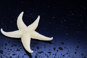 starfish closeup on blue-black background, water drops, sea creatures, concept of rest in tropical countries