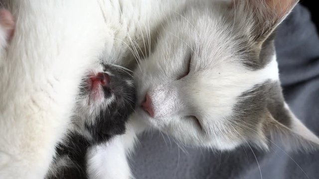 Black-White newborn kitten with his mother