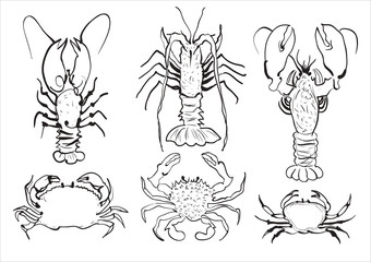 Hand drawn sketch set of seafood. Vector illustrations