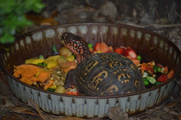 turtle in basket