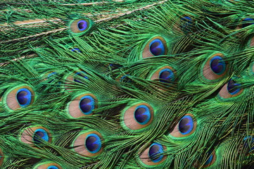 Obraz premium peacock with feathers