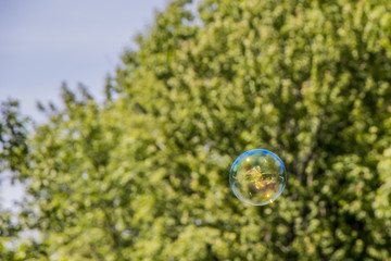 Soap Bubble in the trees