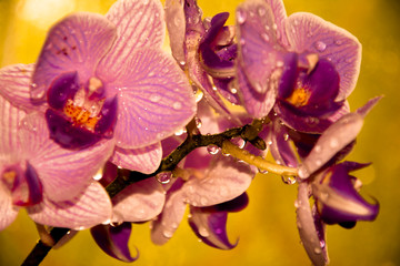 purple orchids with water drops