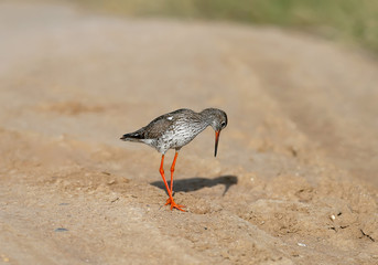 Close-up and detailed photo of the common redshank or simply redshank (Tringa totanus) stands on the ground and looks at the photographer. Bright colors and breeding plumage details