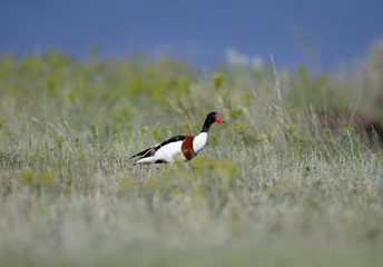 A variety of pictures of common shelduck (Tadorna tadorna) during the mating season. Photos of these birds in flight and on the ground. Bright colors and interesting camera angles