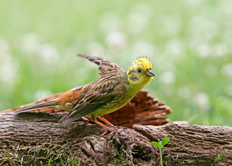 yellowhammer (Emberiza citrinella) close-up shot at different branches and logs from close range. Bright colors and detailed photos