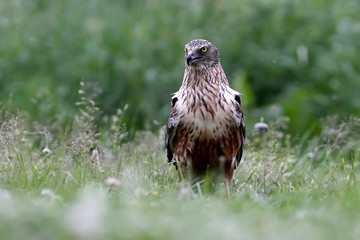 The male The western marsh harrier (Circus aeruginosus) sits on the ground among thick grass. Close-up and detailed photos