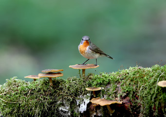 Male red-breasted flycatcher (Ficedula parva) poses on a moss-covered log of mushrooms. Unusual close-up and soft light photos in full color.