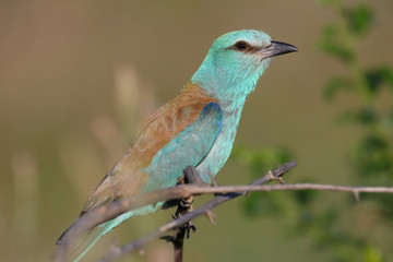 Close-up and vivid photos of the European roller (Coracias garrulus) are sitting on a branch on a beautiful blurred background. Bright colors and detailed pictures