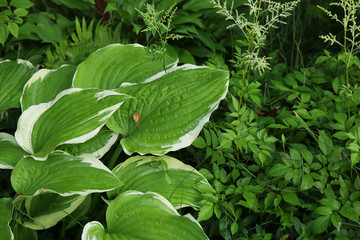 Hosta Funkia, plantain lilies in the garden.
