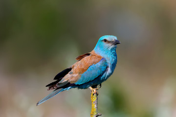 Obraz premium Close-up and vivid photos of the European roller (Coracias garrulus) are sitting on a branch on a beautiful blurred background. Bright colors and detailed pictures