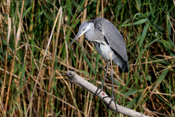 Naklejka premium A young gray heron (Ardea cinerea) stands on a log by the river and looks out for prey. Close-up and detailed photo