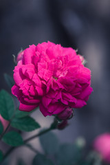 Fototapeta premium Spring outdoor blooming full bloom rose closeup，Rosa cultivars Floribunda
