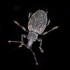 Käfer, Rüsselkäfer, Dickmaulrüssler, Gefurchter Dickmaulrüssler, Otiorhynchus sulcatus,...