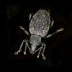 Käfer, Rüsselkäfer, Dickmaulrüssler, Gefurchter Dickmaulrüssler, Otiorhynchus sulcatus, Insekt, Tier, Makro