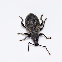 Käfer, Rüsselkäfer, Dickmaulrüssler, Gefurchter Dickmaulrüssler, Otiorhynchus sulcatus, Insekt, Tier, Makro